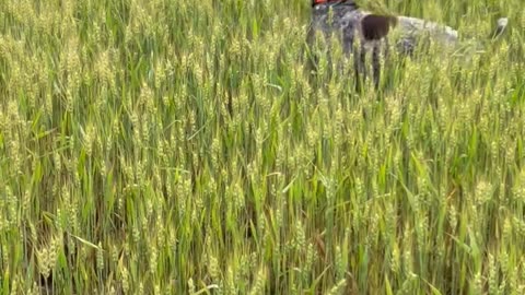 Bouncing GSP Frolics in Wheat Field