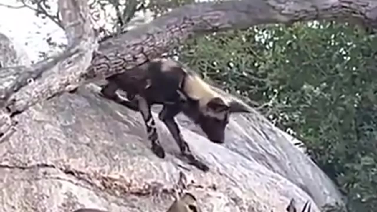 In Nature, only the Smartest Survive!