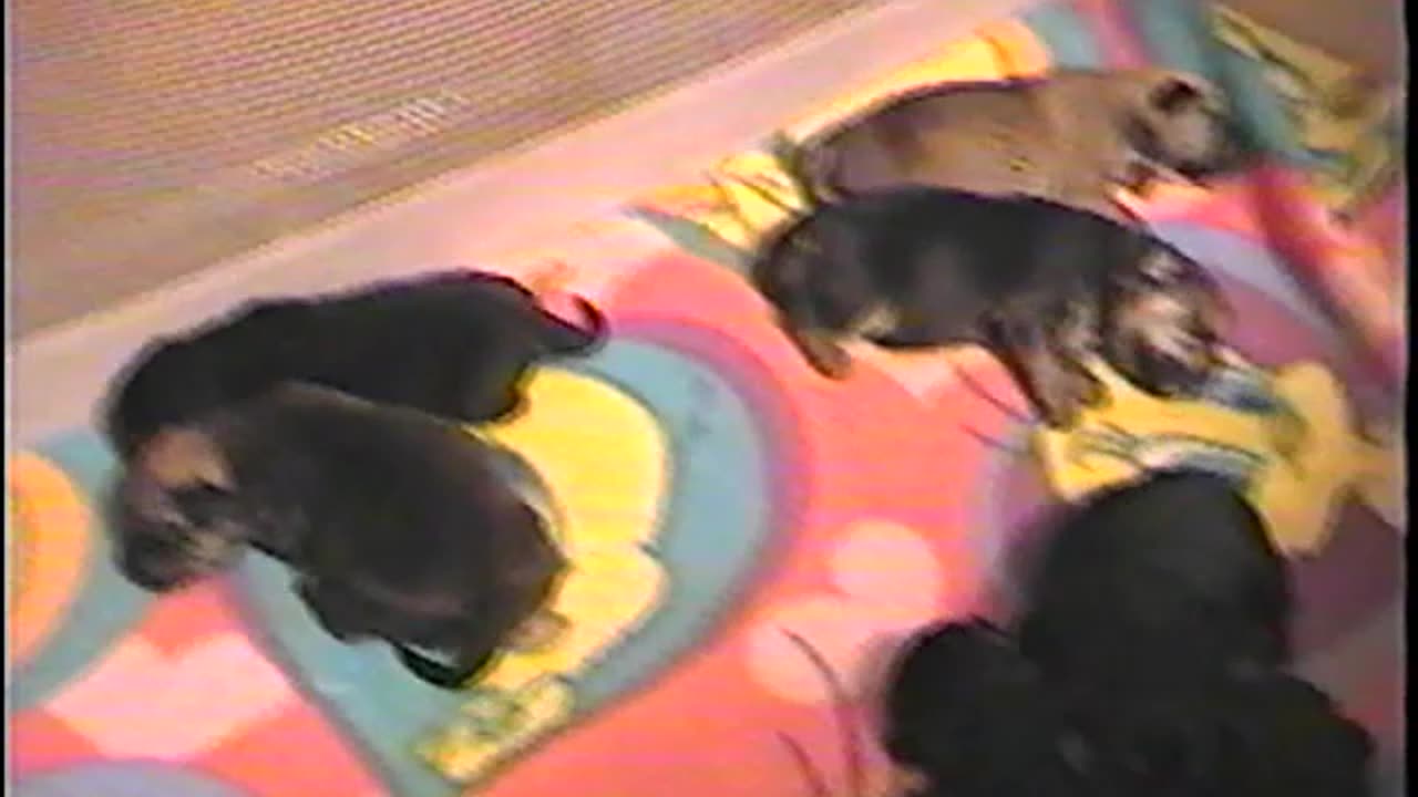 2002-VA-Puppies-1