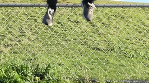 How animals get over fence with emojis