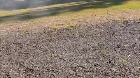 12 Gauge Dangerous Game Slugs