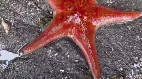 🧠✨ The Secret of How Starfish Walk! | FeedMyCuriosity