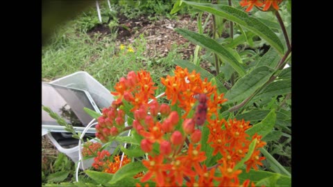 709 Changes Pleurisy Root June 2022