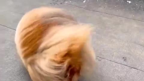 Is this tornado? 🤣🐶