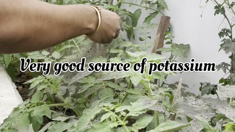 Best Fertilizer for Fruiting