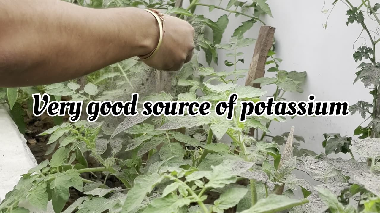 Best Fertilizer for Fruiting