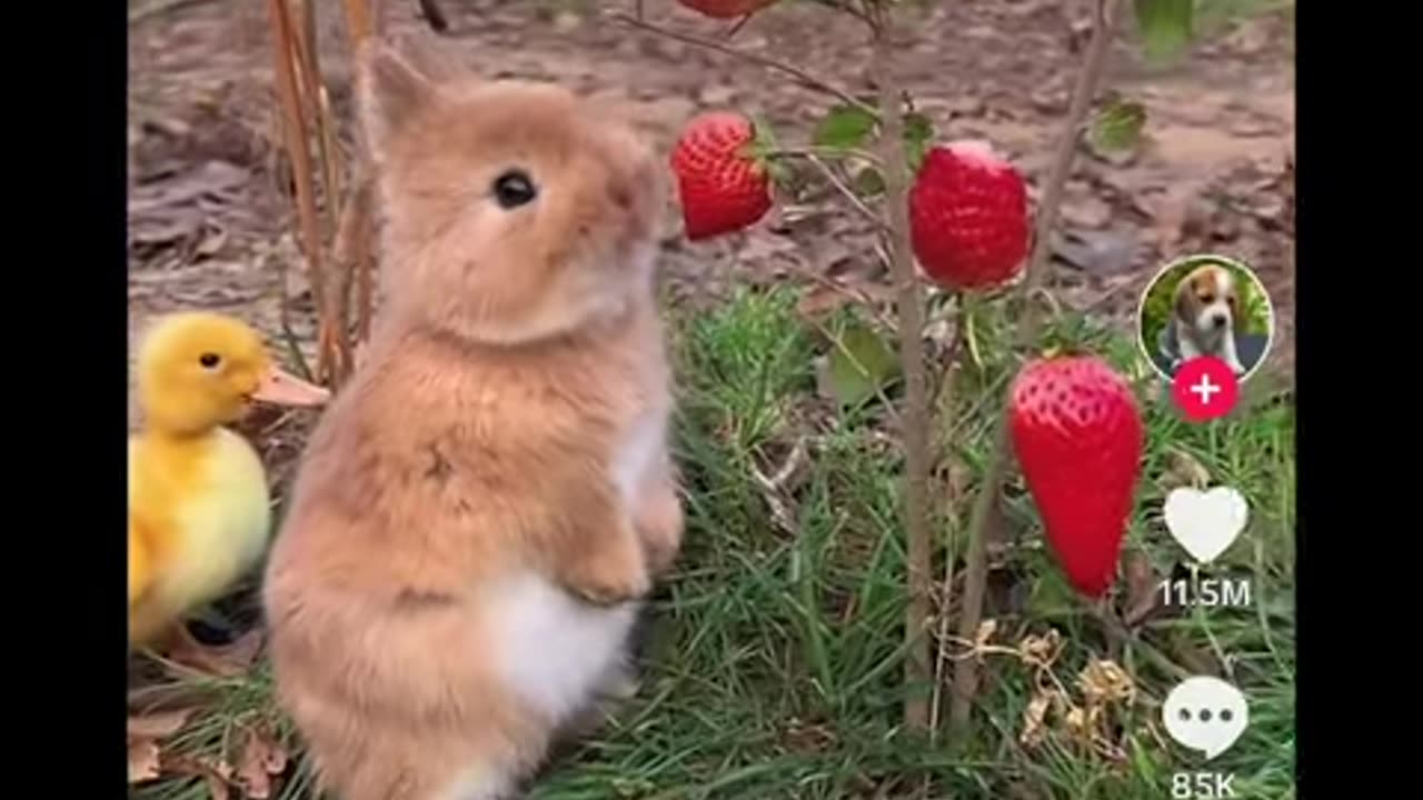 Rabbit Eats Strawberry Fast