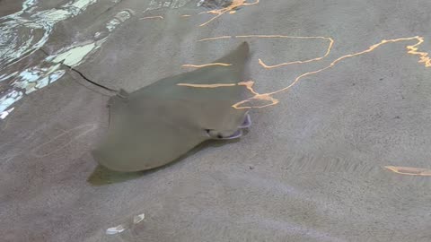 Stingray Bay