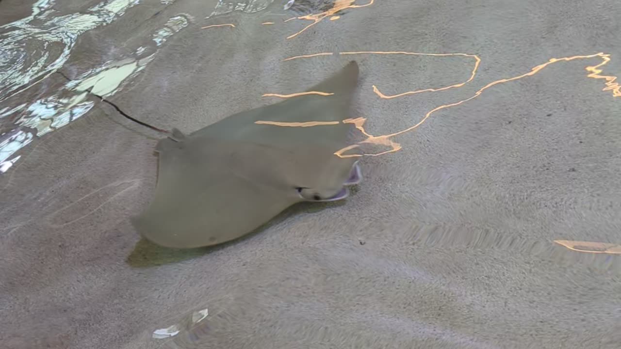 Stingray Bay