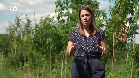 Europe is facing a record-breaking heat wave and drought across the continent | DW News