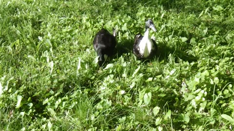 Lavern and Shirley