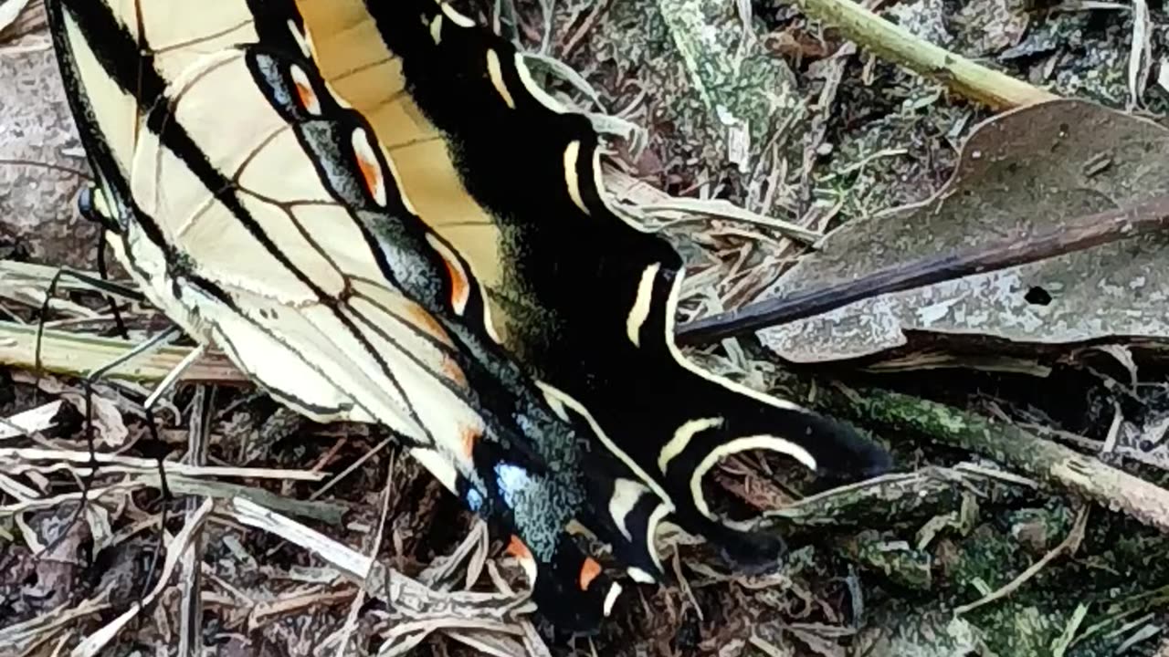 Eastern Tiger Swallowtail Butterfly