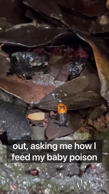 How I Feed Baby Dart Frogs!