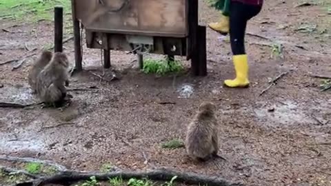 Monkey Smarts