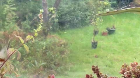 Ceramic Waterer Rains On Plants