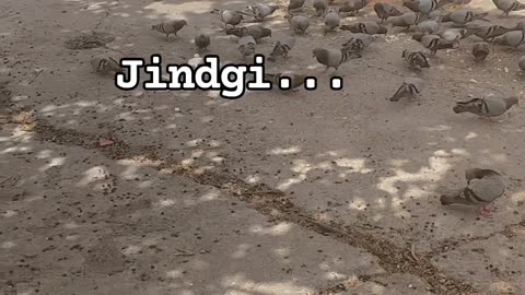 Jindgi ...