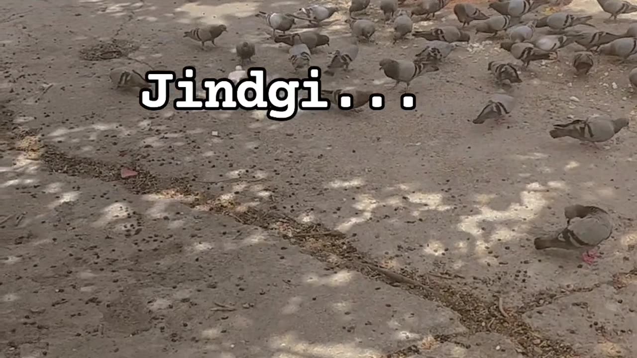Jindgi ...