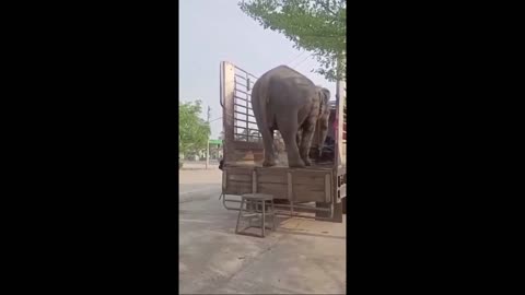 12 August 2025 World Elephant Day intelligent Animal great