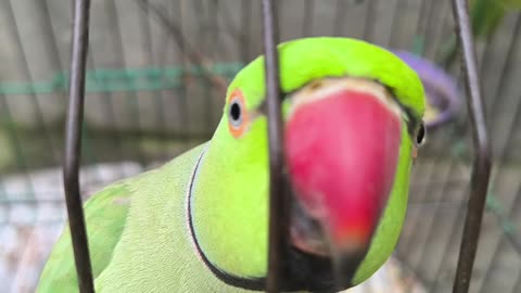 Funny parrot talking to her owners daughter