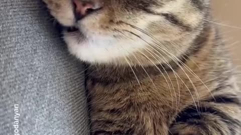 Cat playing music
