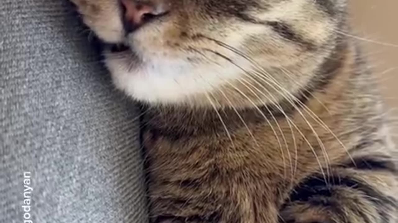 Cat playing music