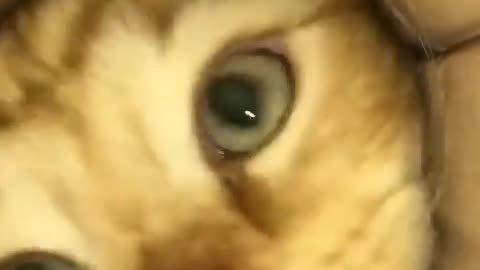 POV: You are a rat.