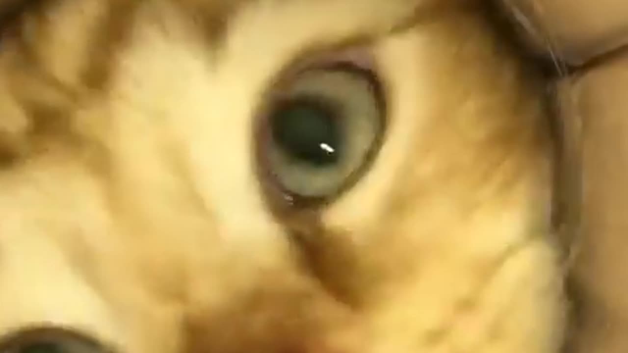 POV: You are a rat.