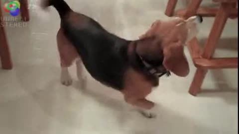 DOG A85