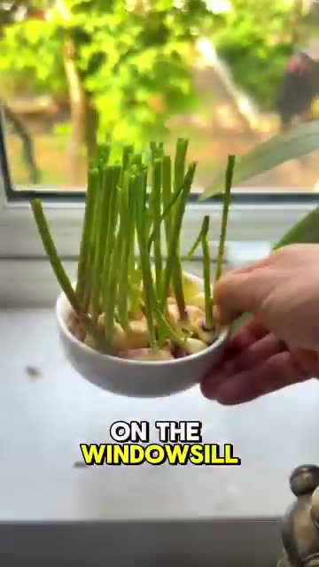 Grow Garlic greens