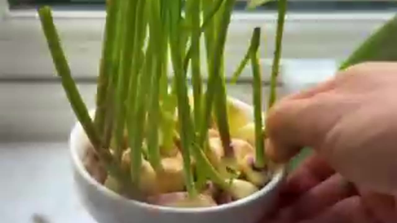 Grow Garlic greens