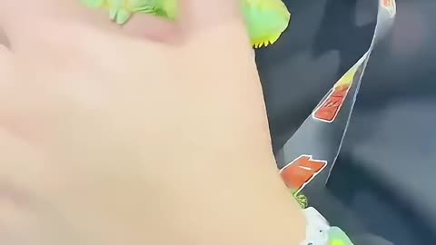 A young lady rescued a strange egg and raised it ( chameleon )🦎💛