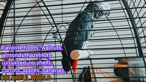 “How Smart Is a Parrot Compared to a Human?”#AfricanGreyParrot #JakoParrot #TalkingParrot #SmartBirds #PetBirdCare #BirdLovers #ParrotFacts #ExoticBirds #AnimalIntelligence