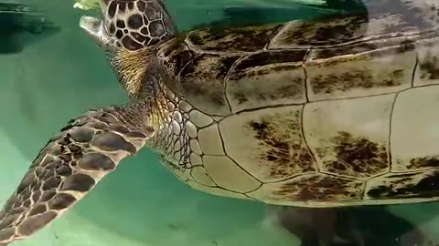 Sea Turtle at Living Coast Discovery Center in San Diego