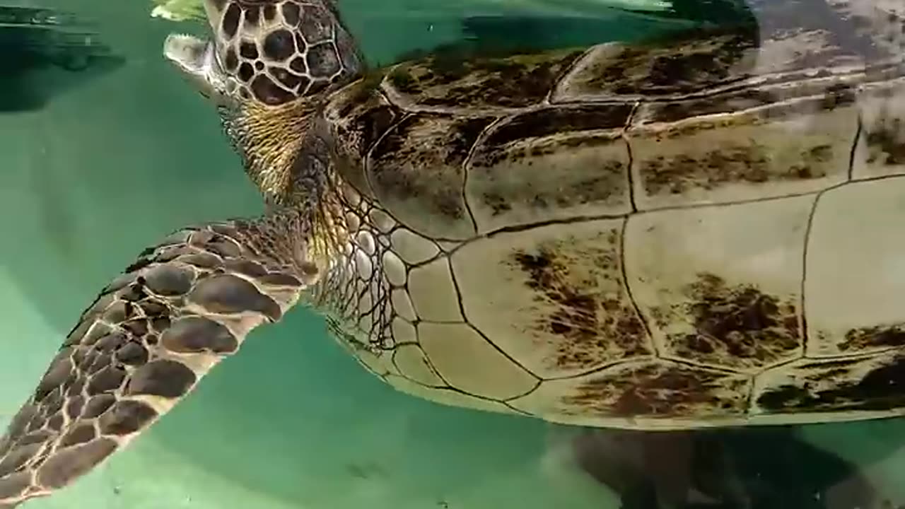 Sea Turtle at Living Coast Discovery Center in San Diego