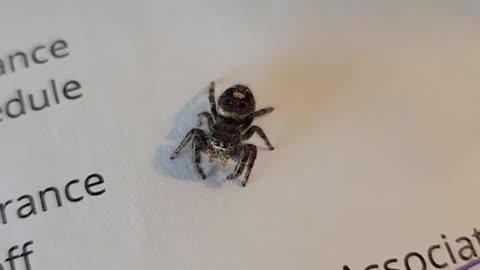 Spider Escort Service Archive 10/27/2023