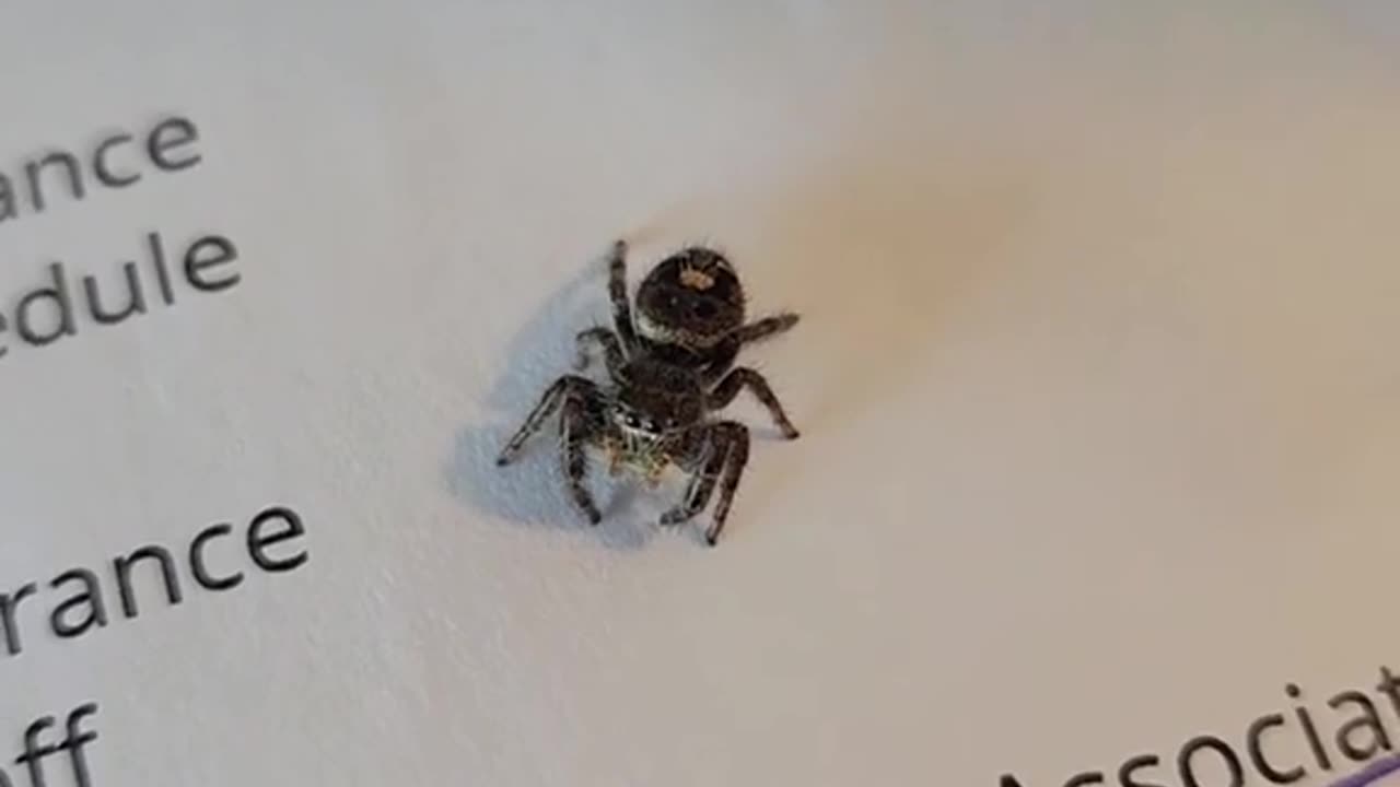 Spider Escort Service Archive 10/27/2023