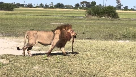 Smart Lions Walking