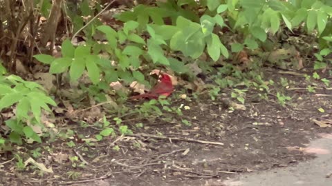 Cardinals of James Gardens