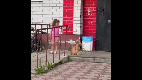 Zoomie Zany Cats: Hilarious 2025 Compilation Must-See!