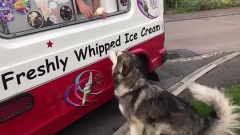alaskan malamute waits for ice cream truck every single day