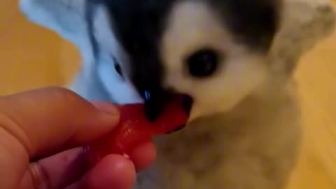 Little cute penguin