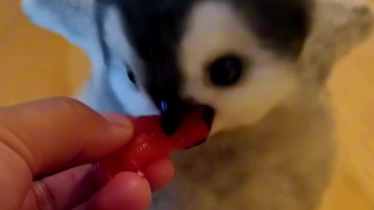 Little cute penguin