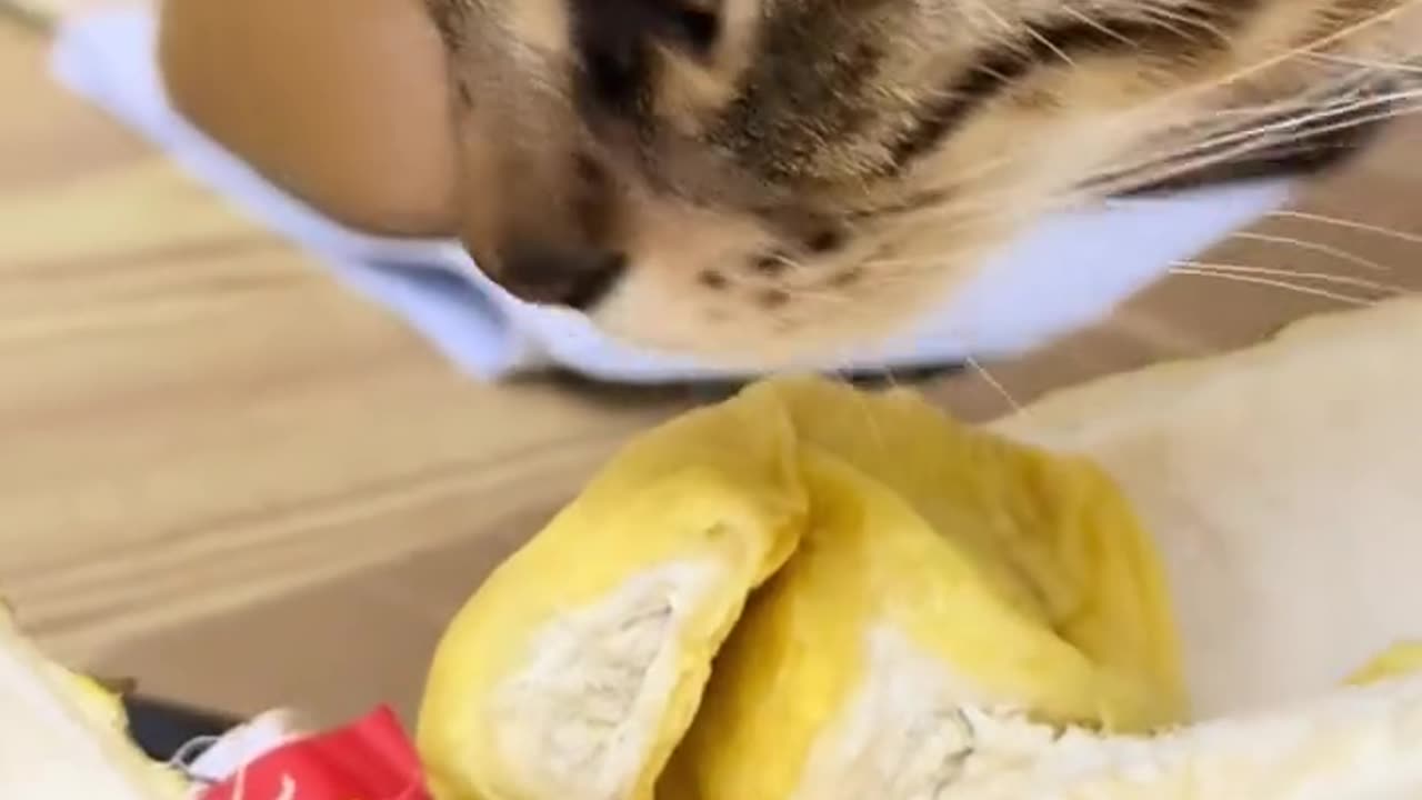 "Cat’s Hilarious Reaction After Smelling Fruit!" 🐱😂🍓#shorts