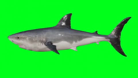 shark green screen no copyright video