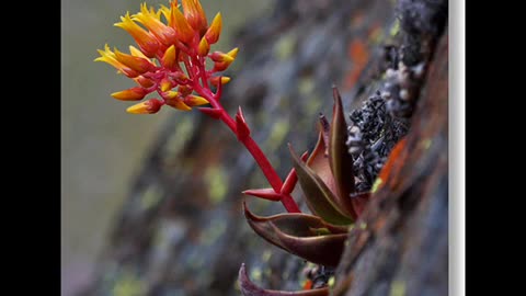 Im Going to Live Forever, cover Billy Joe Shaver, 1993