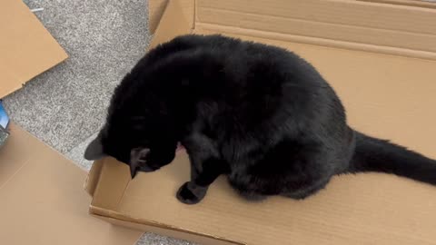 Precious Piper Deals with an Unpleasant Situation in the Office - Adopting a Cat from a Shelter Vlog