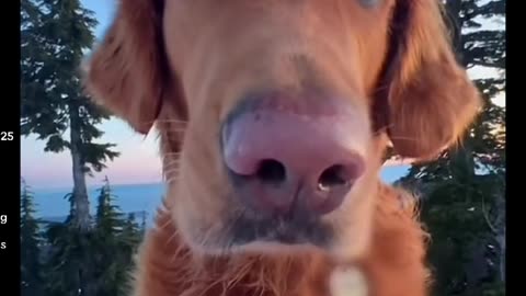 Its the puppy dog eyes 🥺 #goldenretriever #funnydogs