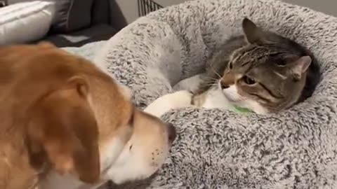 extra points to the dog for respecting the cats boundaries when it hissed 😂😩