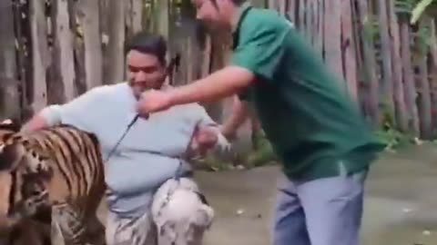 Indian tourist attacked by tiger in Thailand