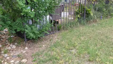 20250505 094107 Tux the Egg Thief
